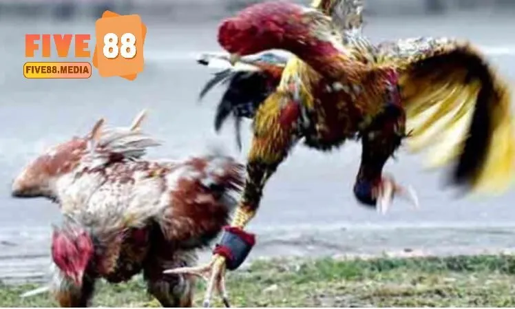 Mẹo đặt cược thắng lớn khi xem Đá Gà Asil Five88
