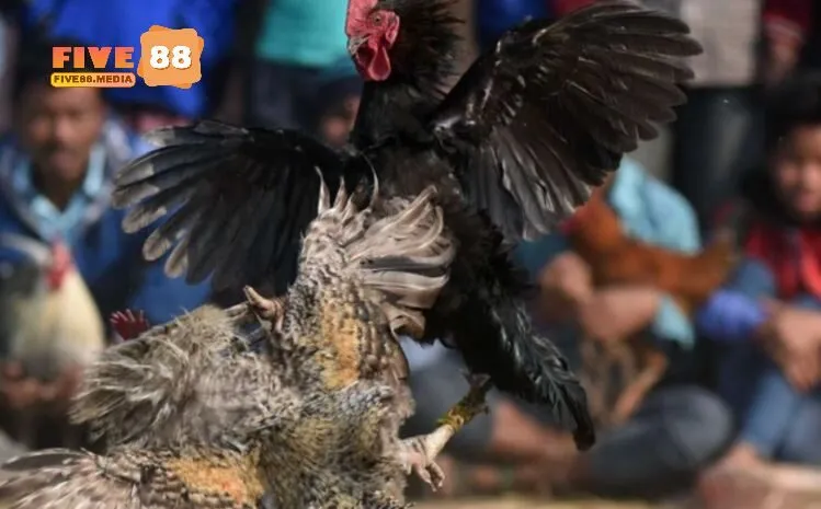 Trải nghiệm Đá Gà Asil Five88