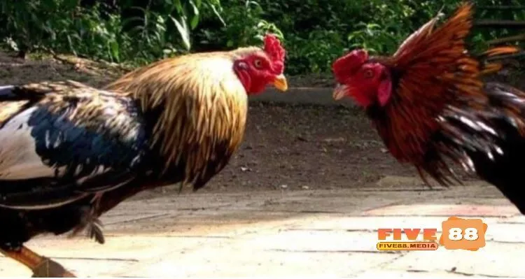 Đá Gà Cựa Sắt