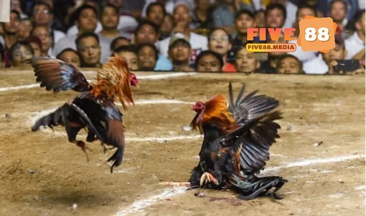 Ưu điểm chỉ có ở Đá Gà Philippines