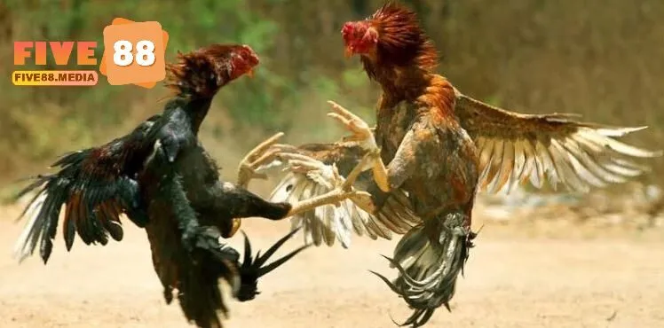 Cách phân định thắng thua Đá Gà Thomo