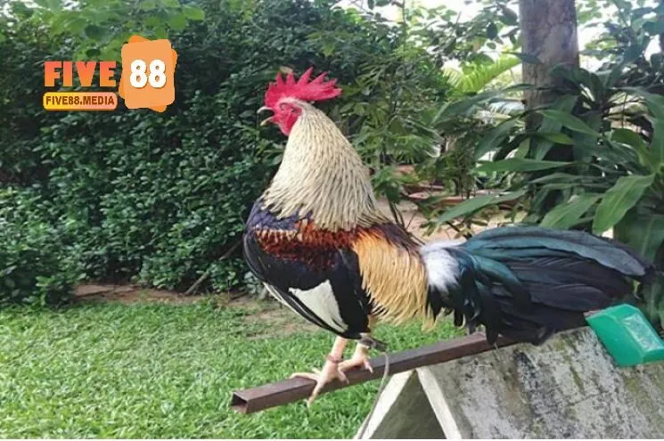 Giá trị kinh tế và văn hóa của Đá Gà Tre